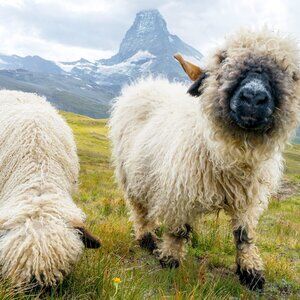 indestructible t-shirt